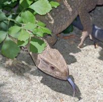 Libertyville Lizard Finally Caught