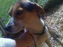 Have You Seen This Beagle?