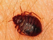 Mattresses Sold With Bedbugs, Says City