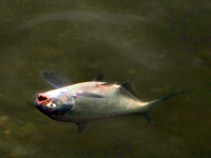 Feds May Shut Down Canal to Stop Carp