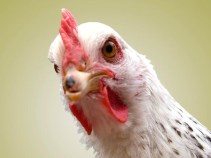 "Chicken Scratch" Leads to Challenges in County President Race