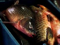 Poison Kills Exactly Zero Carp