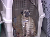 No Charges in Puppy Mill Case