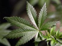Senate Votes For Pot -- MediPot