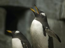 Pet a Penguin at the Shedd!