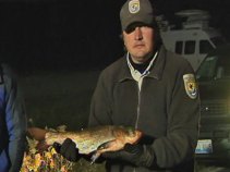 Lone Carp Among Thousands of Dead Fish