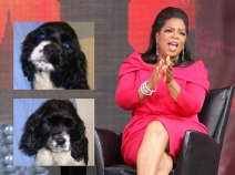 Oprah Shows Off New Puppies on Birthday Show