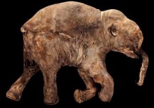 Best-preserved Woolly Mammoth on Display