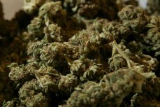 Speeding Stop Turns Into Pot Bust