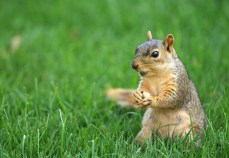 The Great Chicago Squirrel Census