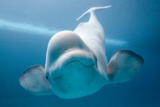Make a Date With a Beluga