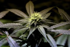 Three Men, Two Tons of Pot, and One Big Truck