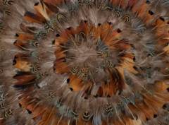 Pheasant Feather Mat