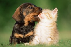 Adopt a Pet: Herman & Theodore