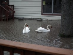 Heavy Rain Causes Flooding