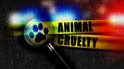 43 Puppies Found in Vehicle: Cops