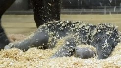 Baby Elephant Plays with Mom