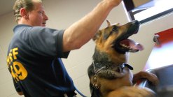 K9 Unit Sweeps Jail for Drugs, Contraband