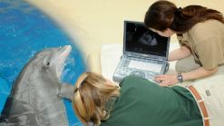 3 Brookfield Zoo Dolphins Expecting