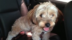 How (and Why) to Have a Dog-Friendly Office
