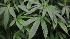 Gov. Quinn Reviewing Medical Marijuana Bill