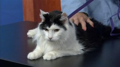 Adopt a Pet: May 25