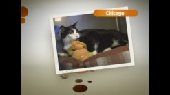 Pet Adoptions: 