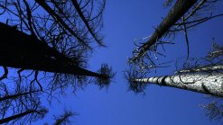 Administration Urges New Wilderness Protections