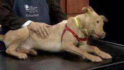 Adopt a Pet: Feb. 19