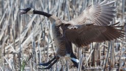 Brant's Weather Photos