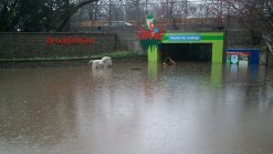 Flooding Closes Brookfield Zoo