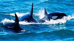 Scuba Diving Couple Encounters Killer Whales