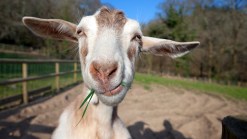 Chicago Gets Goats to Graze at O'Hare
