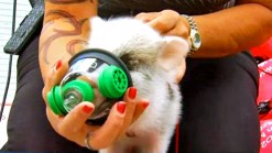 Lifesaving Equipment for Pets Donated to Firefighters