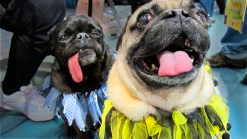 Cute Pug Pups On Parade