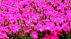 Spring Arrives Early