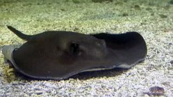 Stingray Exhibit Opens at Shedd Aquarium