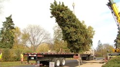 Holiday Tree Bound for Daley Plaza