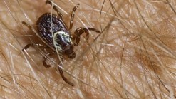 Pets and Parasites