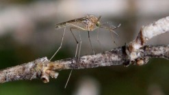 West Nile Appears Earlier This Year