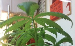 Oakland Voters Pass Pot Tax