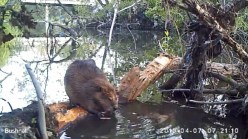 Raw Video: City Beavers Dwelling in San Jose
