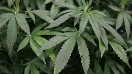 Illinois Senate Approves Medical Marijuana Bill
