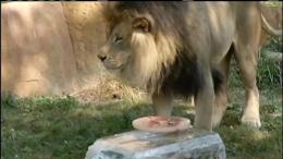 WATCH: Animals Cool Off at Brookfield Zoo