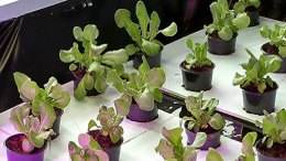 Aquaponics Turns Waste into Resources
