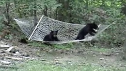 Two Black Bears Play on Hammock