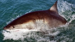 Great Whites Protected Off Calif. Coast