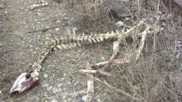 IDOT Disciplines Employee for Dumping Deer