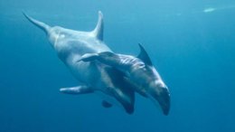 Shedd Aquarium Dolphin Named Sagu