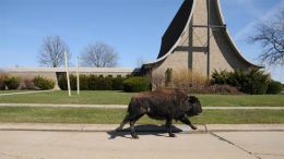 Roaming Buffalo Shot By Police